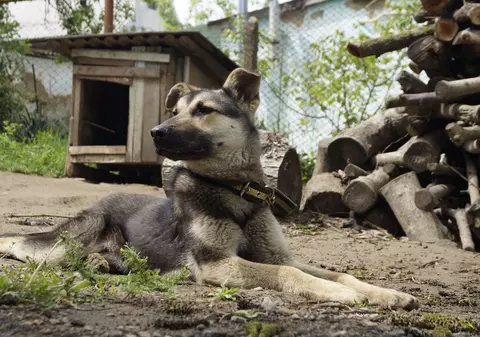 Câinele din zodia Capricornului este un timid orgolios