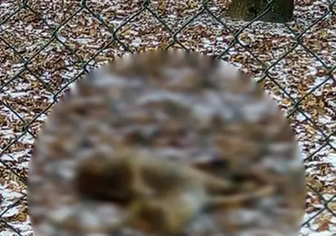 Un cerb a murit, după ce a mâncat ambalaje în județul Neamț