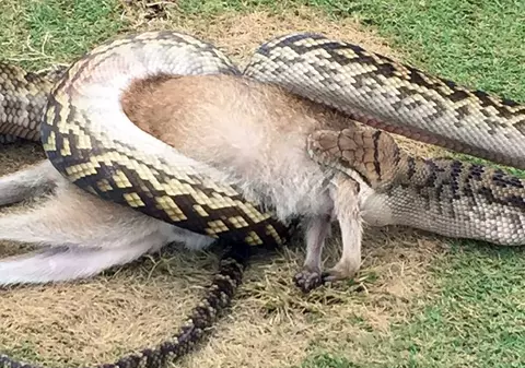Imagini șocante din golf! Un piton lung de 4 metri a înghițit un pui de cangur / GALERIE FOTO