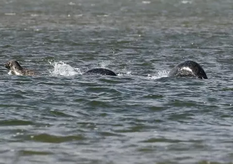 Monstrul din Loch Ness, apariții record în anul 2016