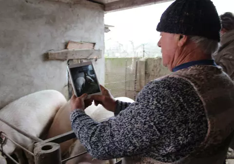 Senatul a a votat ajutoare de stat pentru producătorii de carne de porc cuprinse între 15.000 şi 2,5 milioane de euro pe an