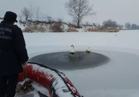 Un bărbat din Vaslui și-a riscat viața ca să hrănească un stol de lebede de pe un baraj înghețat. El s-a târât câțiva metri pe gheață