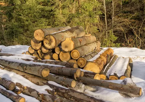 Exploatarea și transportul de lemn din fondul forestier pe timpul nopţii ar putea fi interzise - proiect