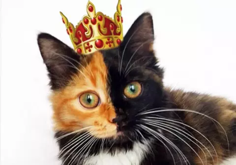 Iepuri uriași și concurs de frumusețe pentru câini și pisici. Bucharest Pet Exhibition are loc la Romexpo