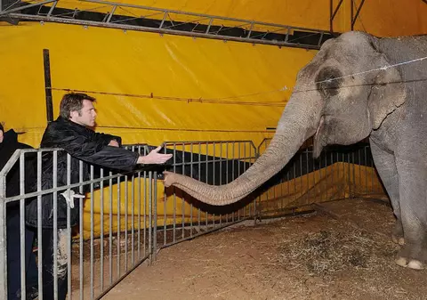 Proiect de interzicere a animalelor sălbatice în circuri, în lucru la Primăria Capitalei