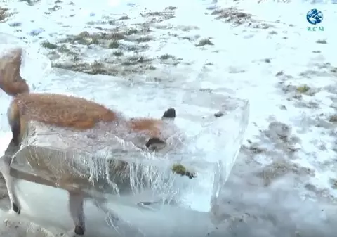 O vulpe căzută în Dunăre a înghețat și a rămas captivă VIDEO