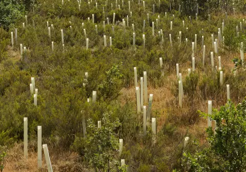 LIBERTATEA TE AJUTĂ: Ajutorul financiar pentru împăduriri se acordă anticipat?