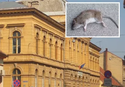 Liceul din Arad în care s-au găsit șobolani a fost amendat cu 3.000 de lei