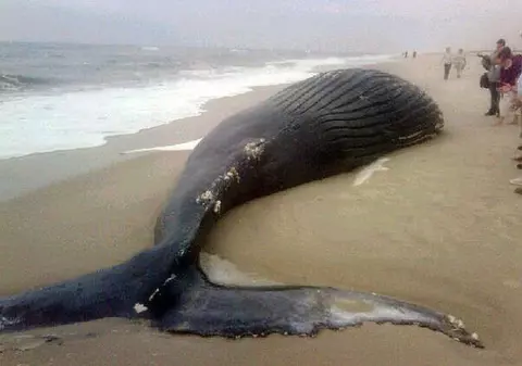 Au gasit cadavrul unei balene pe o plaja si au decis sa il arunce in aer. Mare greseala! E incredibil ce s-a intamplat