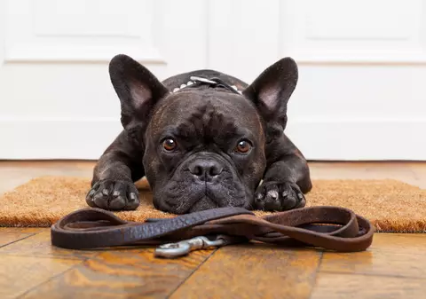 Cele mai tari trucuri prin care să-ți dezveți cățelul de obiceiurile proaste