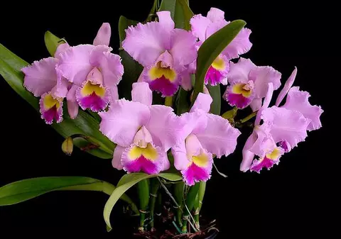 Orhideea Cattleya, regina orhideelor