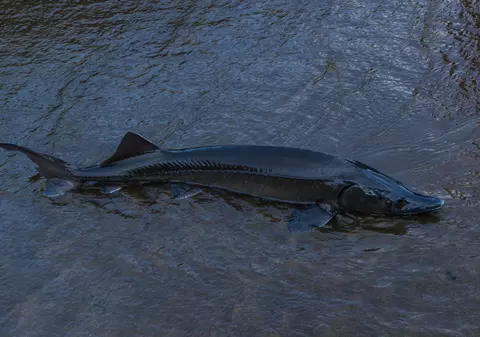 EXCLUSIV / Icrele negre, mai importante decât securitatea națională. Sistemul de supraveghere a frontierei, mort în fața braconierilor