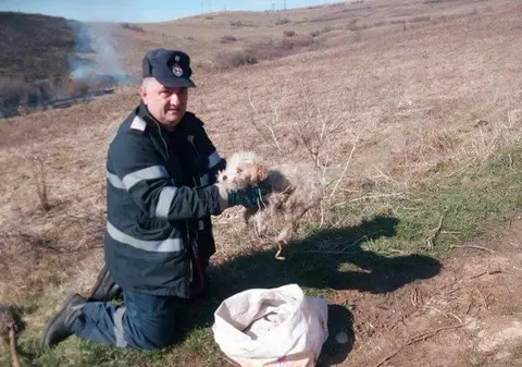 Un cățel a fost salvat dintr-un incendiu de vegetație de un pompier din Hunedoara