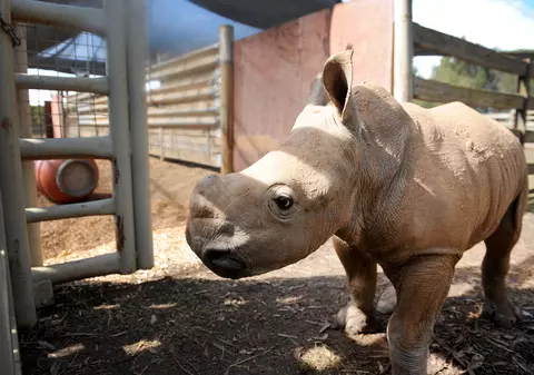 Un rinocer a fost ucis la o grădină zoologică din Franța. Cornul a fost tăiat și furat