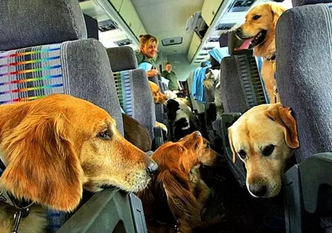 Conditiile de transport ale animalelor de companie la companiile aeriene low-cost