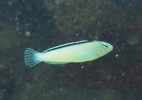 Meiacanthus, un pește mic cu potențial mare. Veninul său, posibilă sursă pentru un nou analgezic