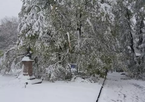 Teiul lui Eminescu din Parcul Copou a fost distrus de ninsoare. Viscolul a făcut ravagii în Iași