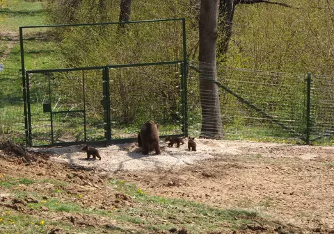 Trei ursuleți s-au născut în rezervația de la Zărnești. Premieră la sanctuarul de urși bruni din județul Brașov | GALERIE FOTO ȘI VIDEO