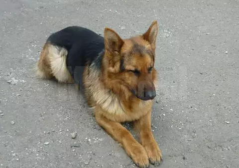 Patru câini ai Poliţiei sunt în căutarea unor noi stăpâni. Pensionaţi şi scoşi la licitaţie