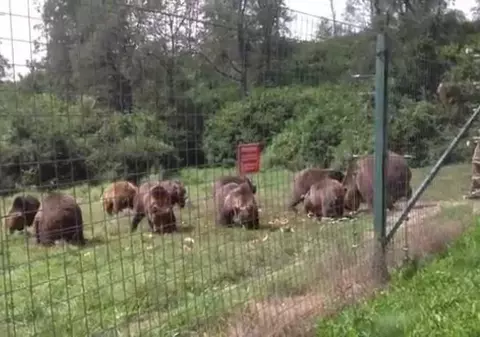 Loc de muncă part time la rezervația de urși de la Zărnești, plătit cât pentru o zi întreagă de muncă