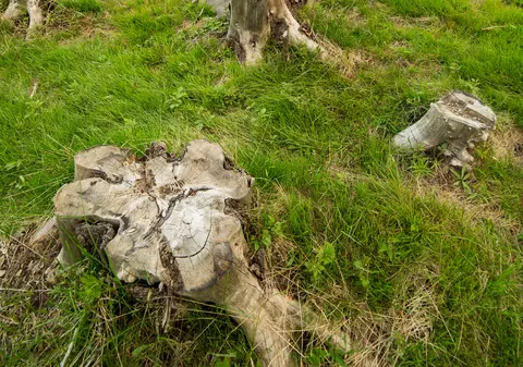 EXCLUSIV. În șase luni au pus la pământ trei păduri! Hoții au furat zi și noapte copacii pe care i-au transformat în cherestea