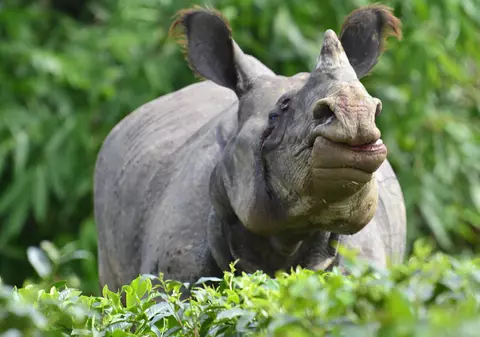 Braconierii au ucis un rinocer foarte rar în Nepal