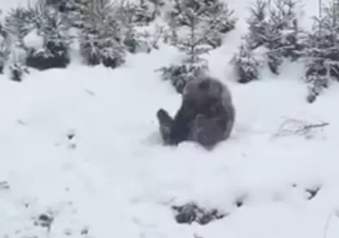 Un ursuleț s-a bucurat de zăpada căzută la Azuga VIDEO