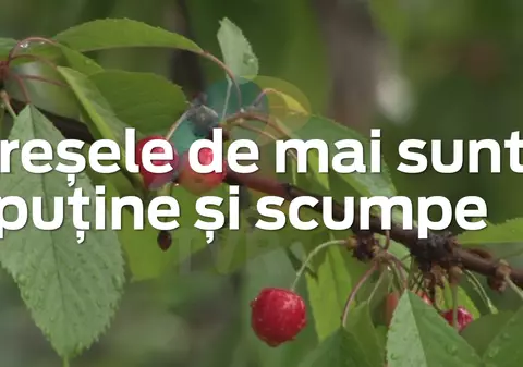 Cireșele de mai sunt puține și scumpe, din cauza vremii nefavorabile