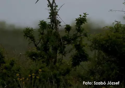 S-a descoperit o nouă specie de cuc în România