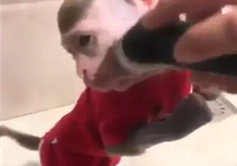 VIDEO VIRAL. Cum se bărbierește o maimuță