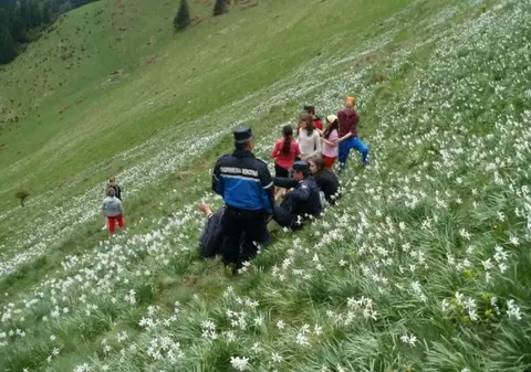 Poiana cu narcise din Bistrița-Năsăud, asaltată de turiști. Sute de oameni vin să admire minunea din Munții Rodnei