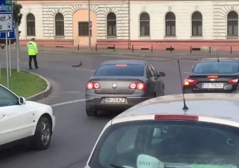 UPDATE: Explicația polițistului din Oradea care a ”dirijat” o coloană de rațe. „Mi s-a părut firesc”