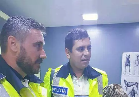 Bufniță rănită, salvată de polițiști pe Autostrada Soarelui