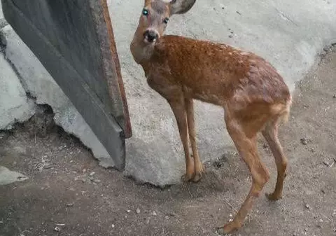 Amendați după ce au adoptat un pui de căprioară