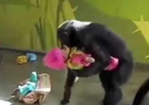 VIDEO VIRAL. Un cimpanzeu salvat din captivitate nu se poate dezlipi de păpușile sale. Motivul este trist