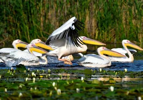 (P) Delta Dunării, un complex fascinant al naturii