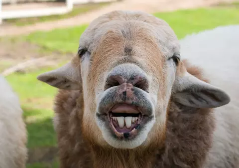 Zvonul care a încins internetul: Ministrul Turismului vrea să înlocuiască frunza din brandul turistic al României cu o oaie. Ce zice Becali