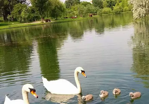 Opt pui de lebădă, furați din parcul IOR din București. Hoții, căutați de Poliție. Primarul sectorului 3 oferă recompensă generoasă