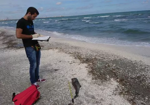 Pui de delfin, găsiți morți la Năvodari