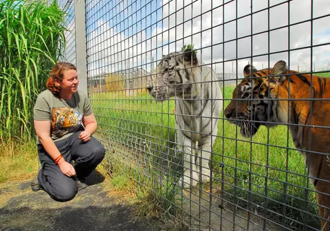 O îngrijitoare a fost ucisă de un tigru la o grădină zoologică din Marea Britanie