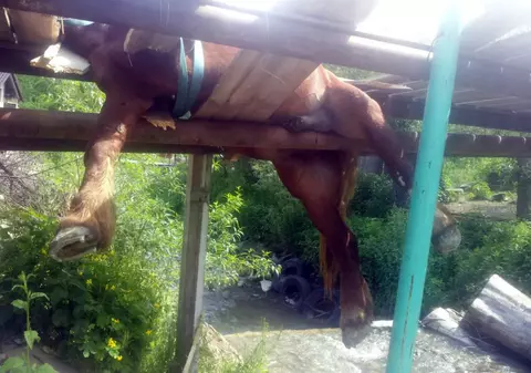 Cal salvat de pompierii din Neamț de pe o punte care s-a rupt. Animalul era suspendat deasupra unui pârâu