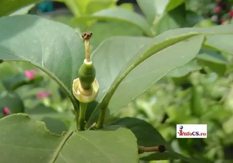 Primăvara răcoroasă a stricat recolta de banane din satul Doclin
