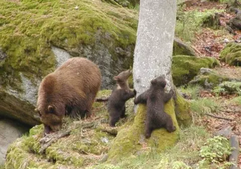 Sute de oameni vin la protest în București. Vor împușcarea urșilor periculoși