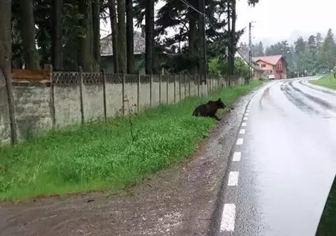 Invazie de urși la Săcele. Animalele se tem doar de girofarul mașinilor de Poliție