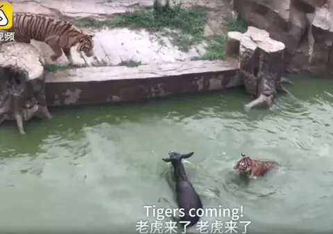 VIDEO/ Scene șocante la o grădină zoologică din China. Un măgar viu a fost aruncat la tigri (Atenție! Imagini cu puternic impact emoțional)