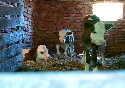 O vacă a fătat patru viței în Maramureș. Văcuța a devenit vedetă în sat