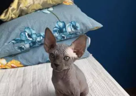 Pisicile fără păr, câinii tibetani și veverițele, fițele iubitorilor de animale. Cât plătesc pentru ele proprietarii