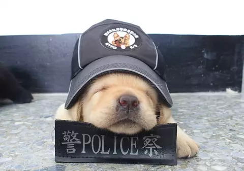 FOTO | Cățeii polițiști din Taiwan, în atenția întregii lumi