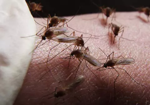 Primăria Capitalei continuă lupta cu țânțarii. Ce se întâmplă cu "tigrul platanului", cea mai nouă insectă