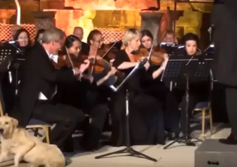 VIDEO VIRAL | Un câine a întrerupt concertul susținut de o orchestră